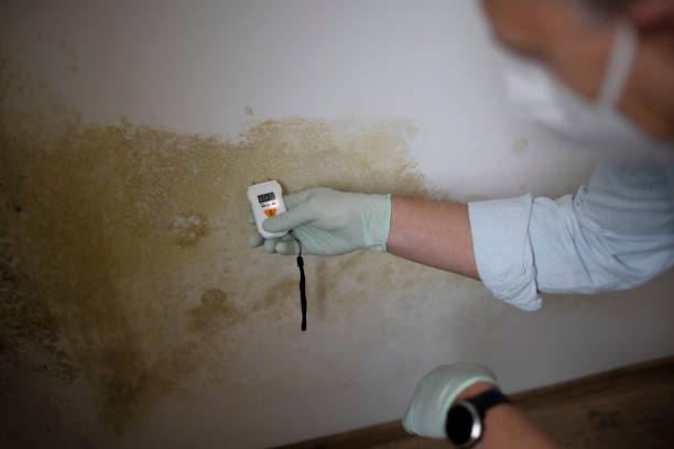 Asbestos and Lead Testing During Mold Inspection in Primera, TX